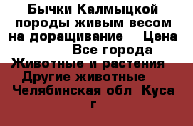 Бычки Калмыцкой породы живым весом на доращивание. › Цена ­ 135 - Все города Животные и растения » Другие животные   . Челябинская обл.,Куса г.